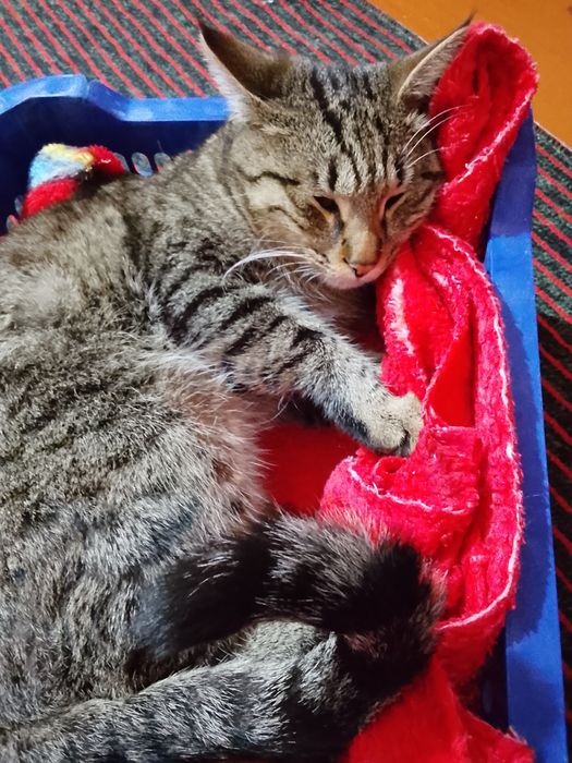 Мушиклар хадияга