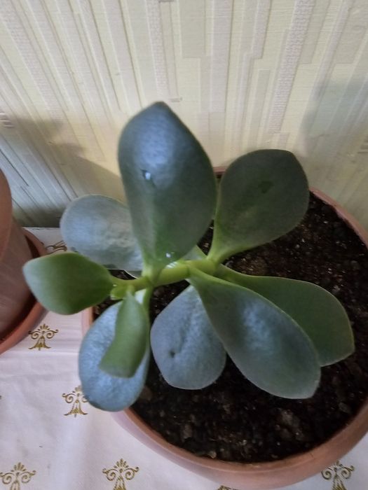 Толстянка денежное дерево