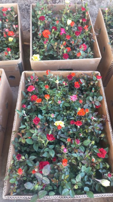 Розы оптом        .