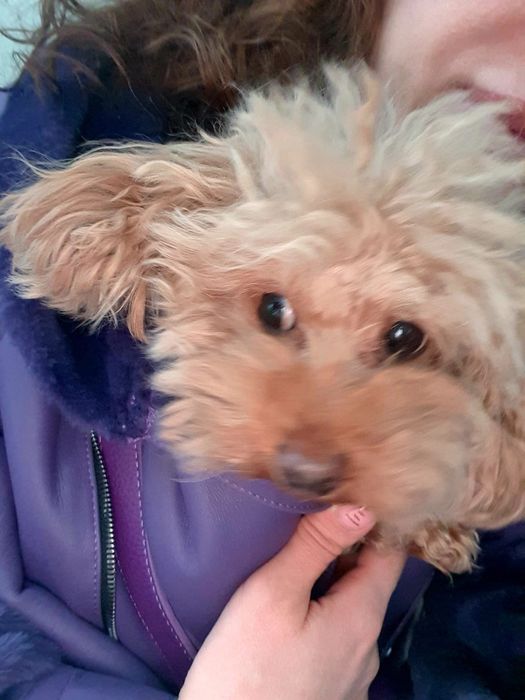 Продам той пуделя