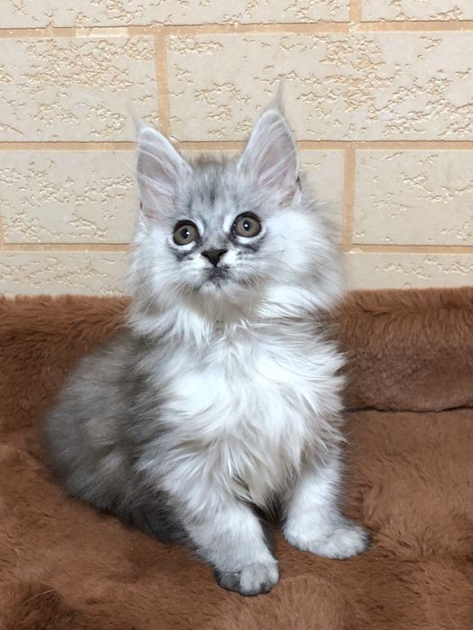 Продаются ! Мейн-Куны!