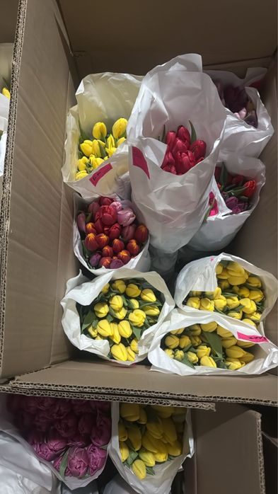 Продаю тюльпаны по 350 тенге