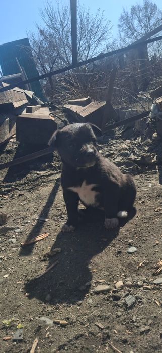 Щенки ищут дом, домашнии