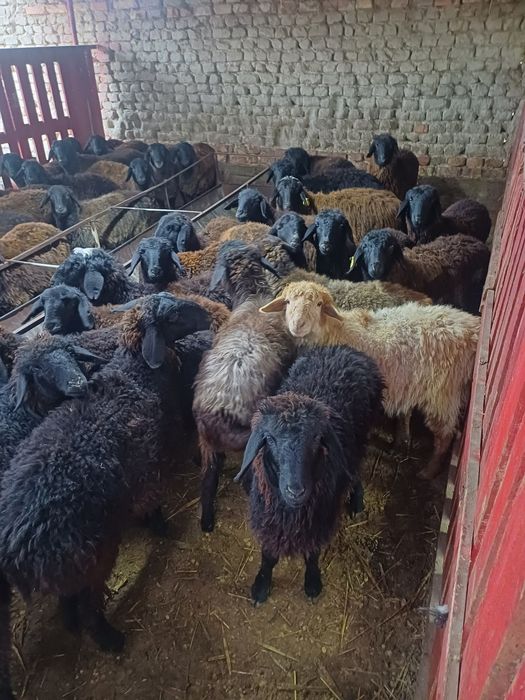 Токтылар сатылады