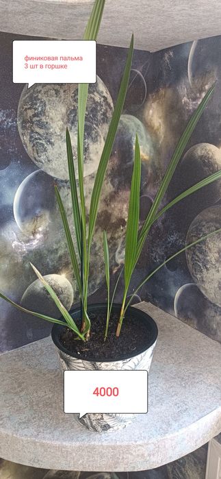 Продам комнатные цветы