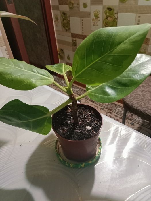 Фикус бенгальский продам