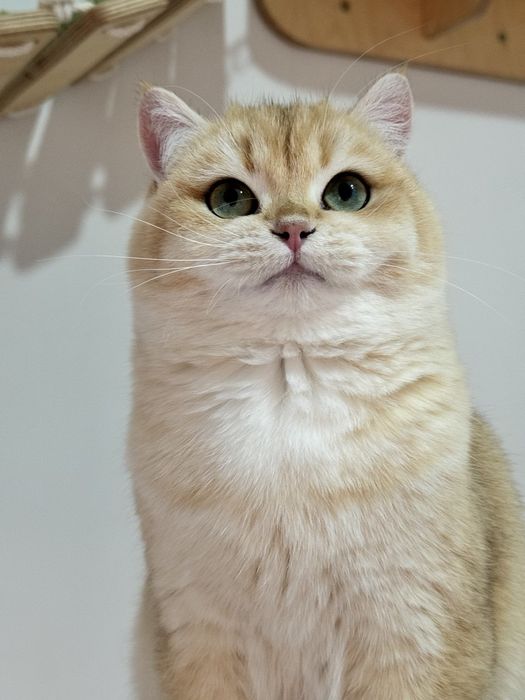 Shinshilla ny 11 ny 12 er xotin ikkalasi 8 mln