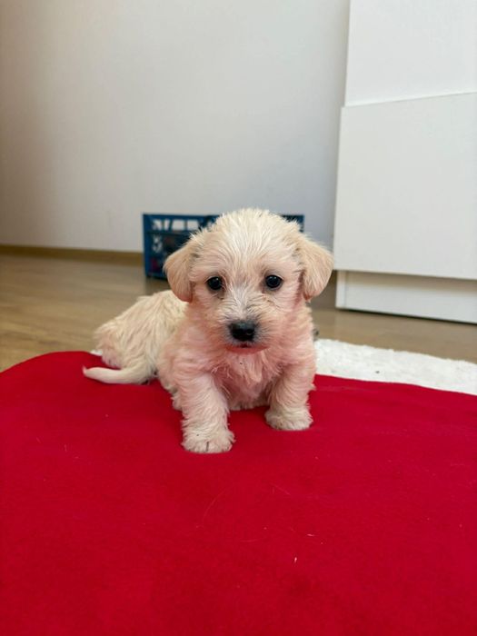 Căței Teckel își caută un cămin iubitor