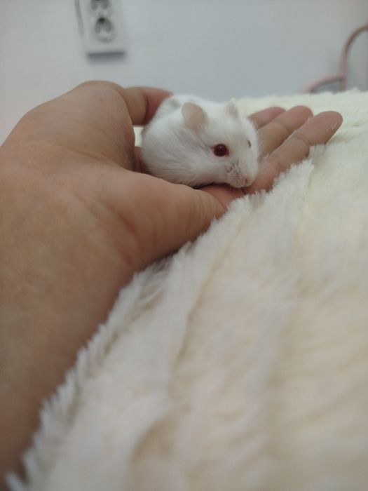 Хомяки продаются хорошей крови