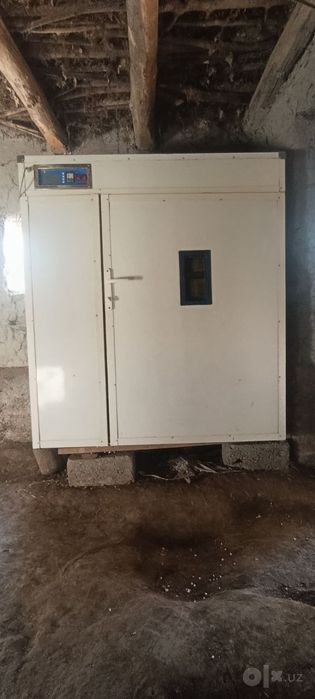 Kelishamiz hamma joyi ishlaydi holati zoʻr tavuq bedana kiltkasi bor