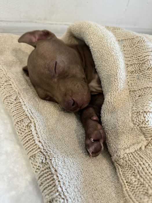 Амстафф девочка, очень милая красивая