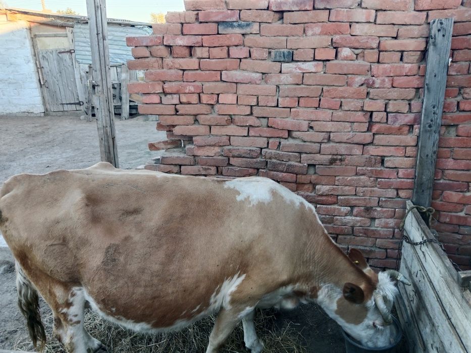 Продам корову доиную