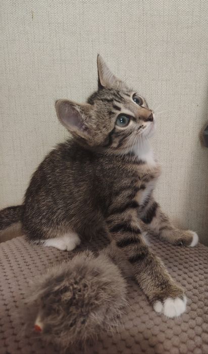 Котёнок мальчик ищет семью