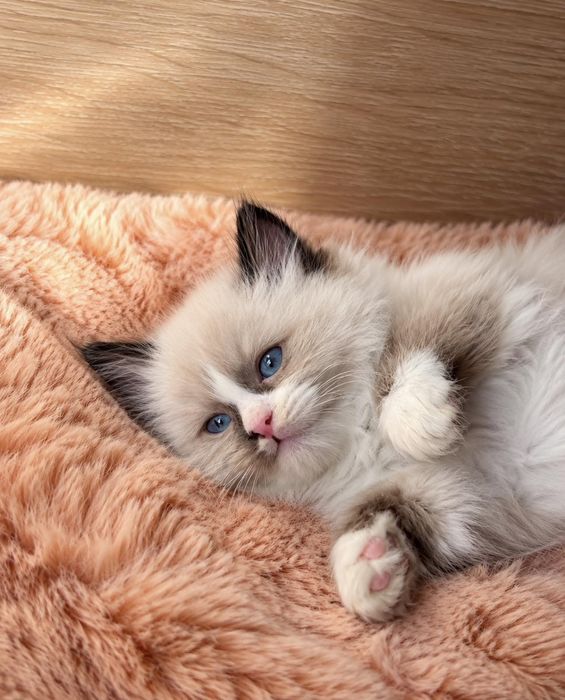 Рагдол Регдол Ragdoll