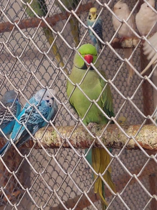 Ожереловый попугай