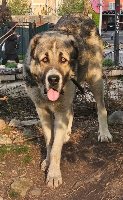 Пропал Алабай верните за вознаграждение