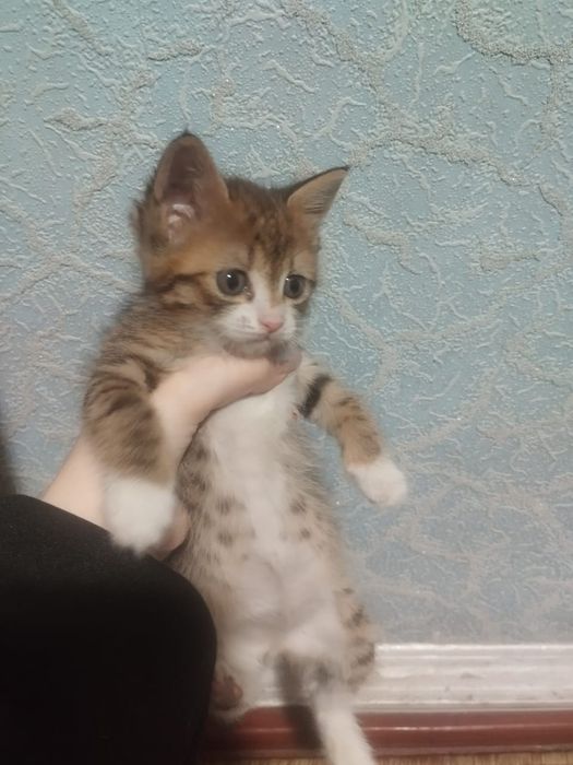 Девочки котята..