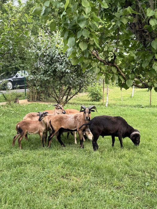 Oi si berbeci de Camerun