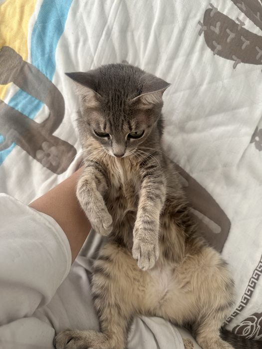 Потерялась кошка