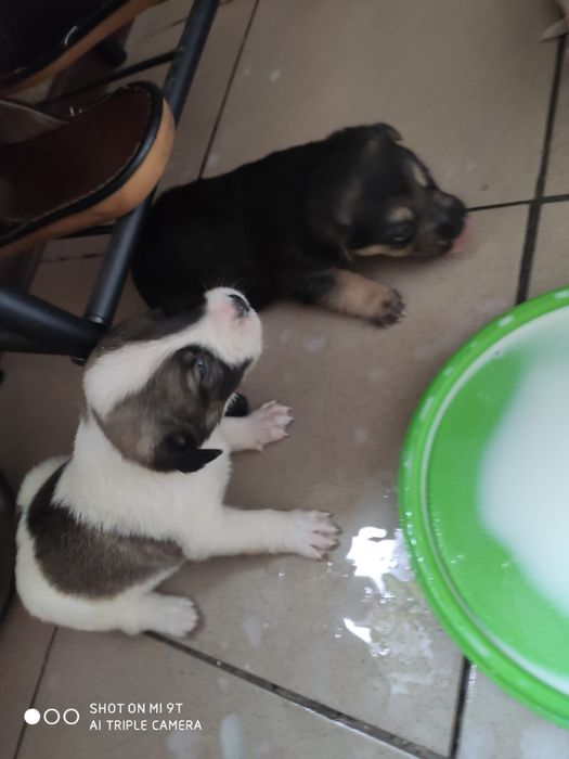 Дарю бесплатно щенков