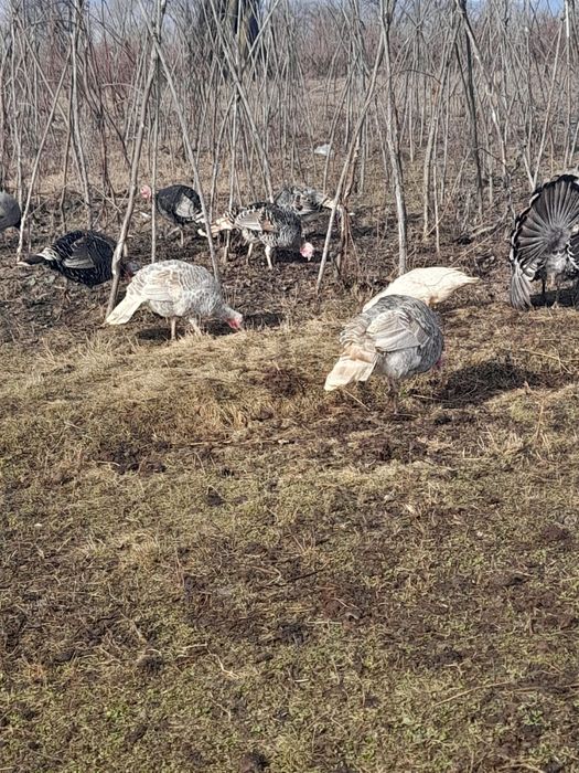Curci si curcani de vânzare