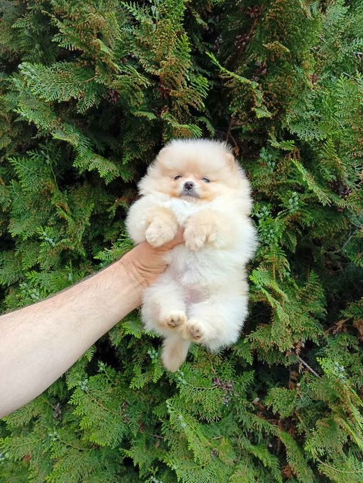 Померанчета! Мъжки и женски кученца!