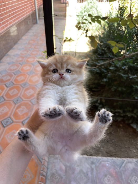 Британская золотая шиншилла