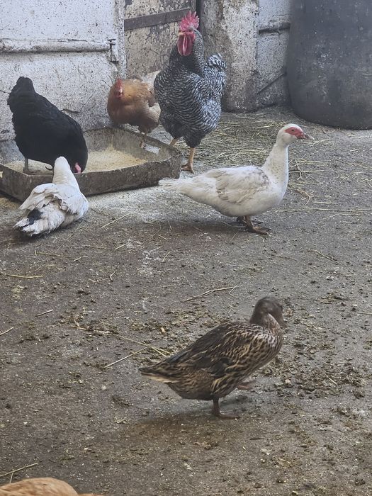 Ouă de țară, de găină, de rață ,de curca,de gâscă