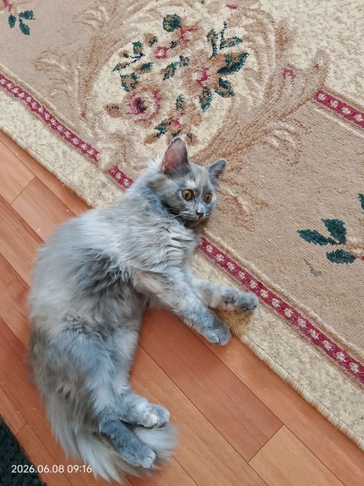 Кошечка в хорошие руки