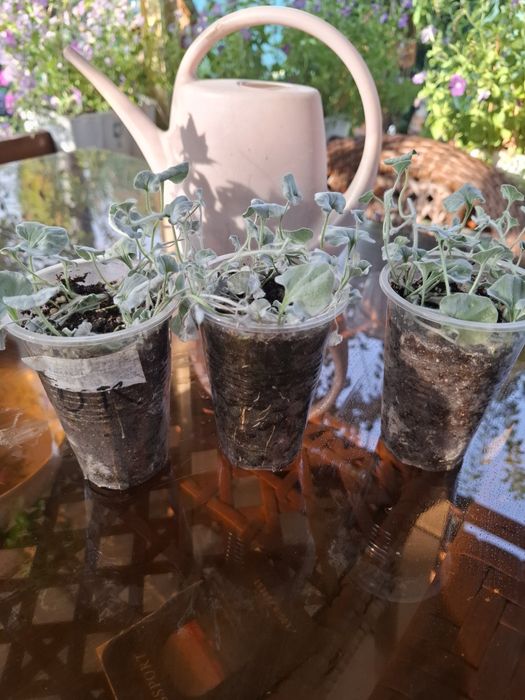 Дихондра Серебристая растение