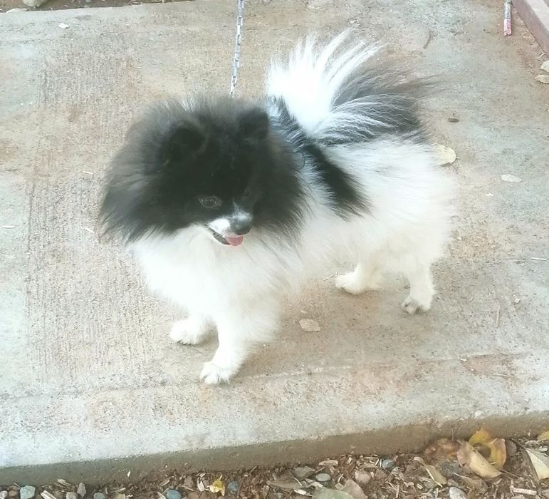 Вязка. Ищем невесту.