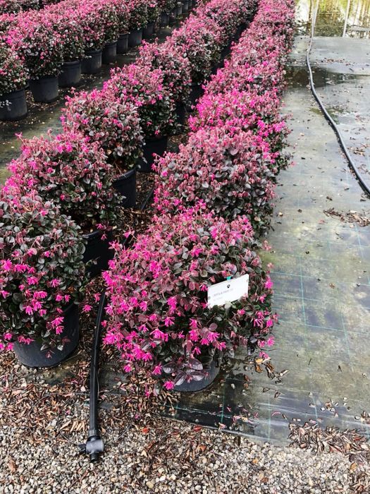 Spiral Tuia PonPon Magnolia Grandiflora Palmier Trachycarpus Etc