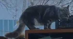 Пропал кот Мейн-кун