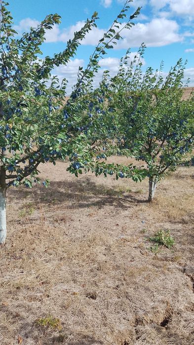 Vând Prune stanley consum - Zăbrani județul Arad