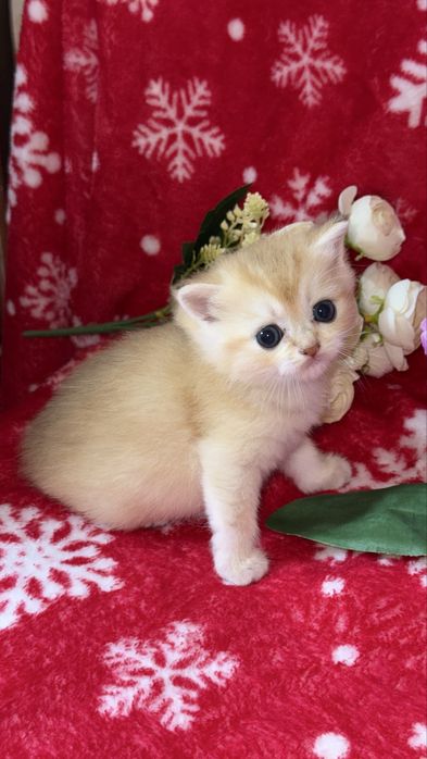 Котята чистокровные Шиншиллы апельсинки