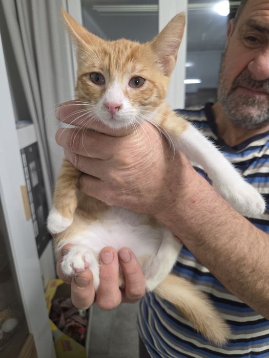 Подарявам котенца