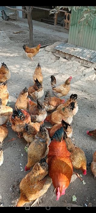 Инкубационные яйца.