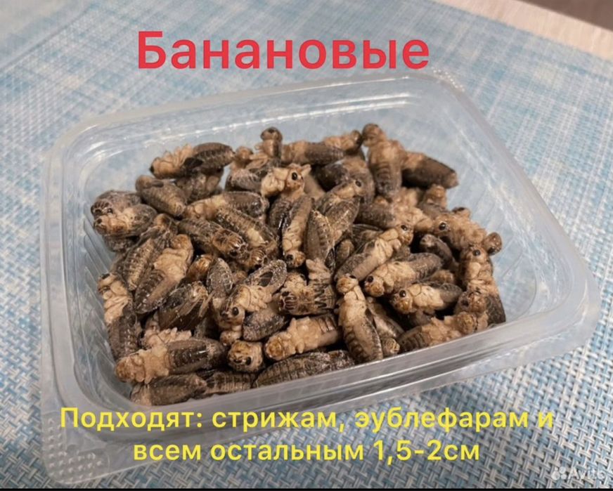 Сверчки банановые имаго