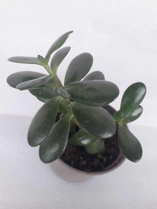 Дървото на живота