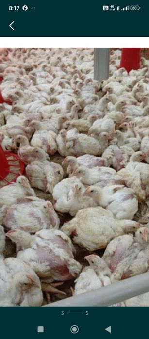 Бройлер балапан цыплята бройлер