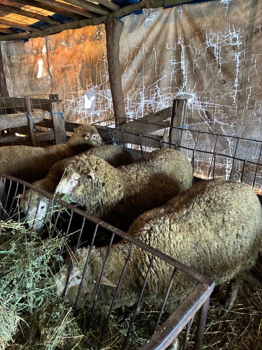 Berbecuti il de France