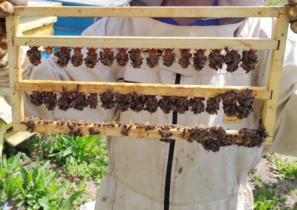 Пчелни отводки ( Малки Пчелни Семейства ) ЛР и ДБ