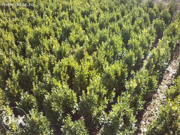 Buxus si tuia(planta ornamentala,gard viu)