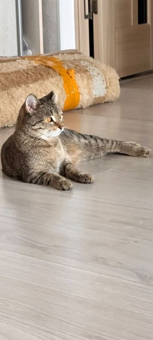 Отдам кошку в добрые руки