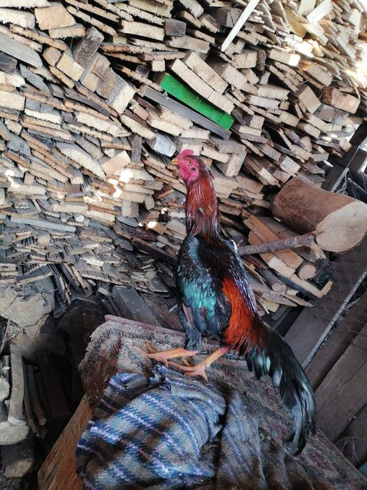 Продам петуха дакан