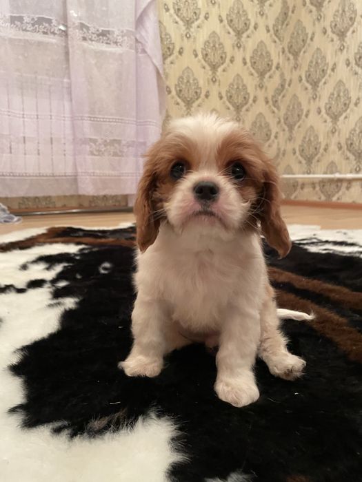 Кавалер кинг чарльз спаниель