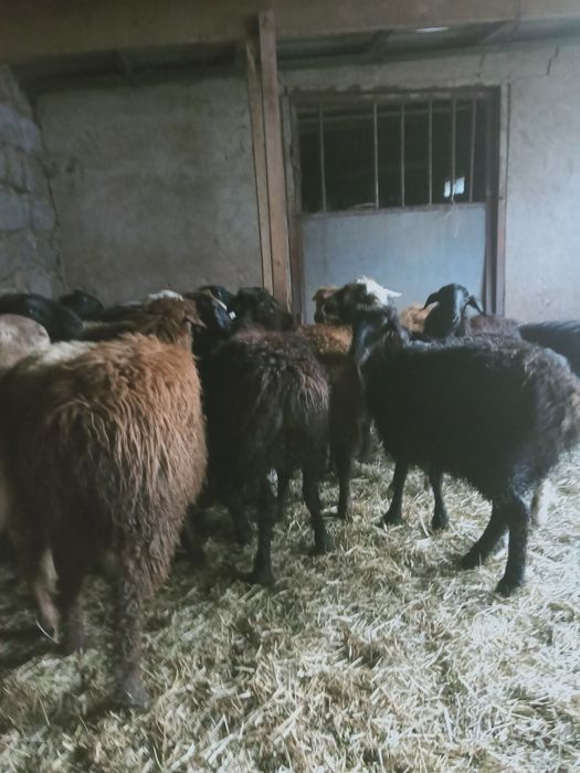Продам баранов на Курбан Айт