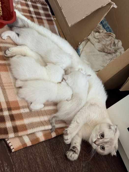 Шиншиловый окрас котята