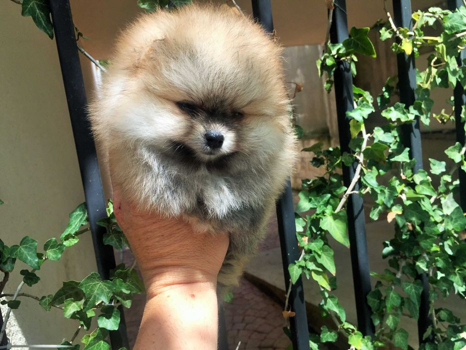 Померан мини Померанчета