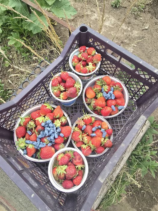 Продам клубнику дачную
